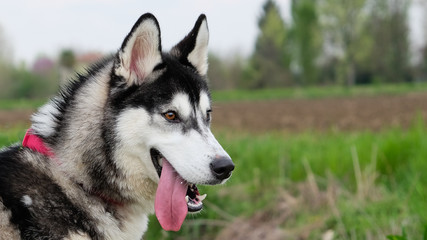 Young and Happy Siberian Husky photoshot in the countryside of Vicenza, April 2019