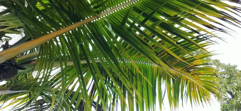 coconut palm tree closeup image