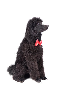 Three months old puppy of black poodle