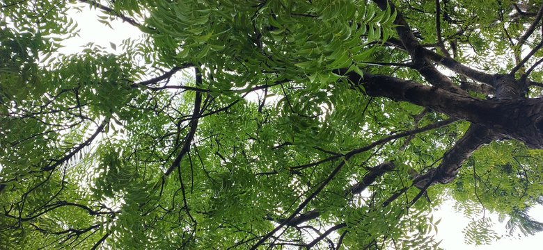 big neem tree closeup imafe
