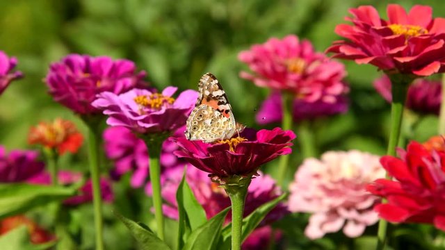 Butterfly (Vanessa cardui) on zinnia flower