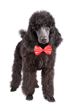 Three months old puppy of black poodle