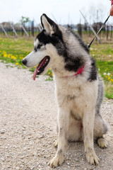 Young and Happy Siberian Husky photoshot in the countryside of Vicenza, April 2019