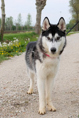Young and Happy Siberian Husky photoshot in the countryside of Vicenza, April 2019