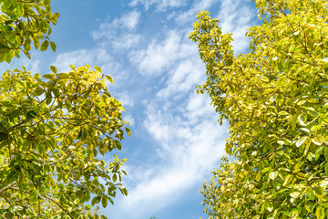 Green foliage background cloudy sky