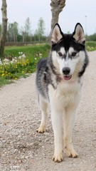 Young and Happy Siberian Husky photoshot in the countryside of Vicenza, April 2019
