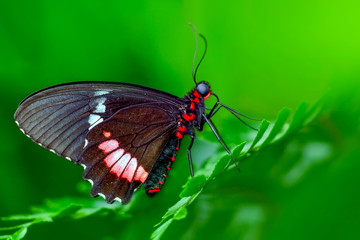 Fototapeta na wymiar Closeup beautiful butterfly 