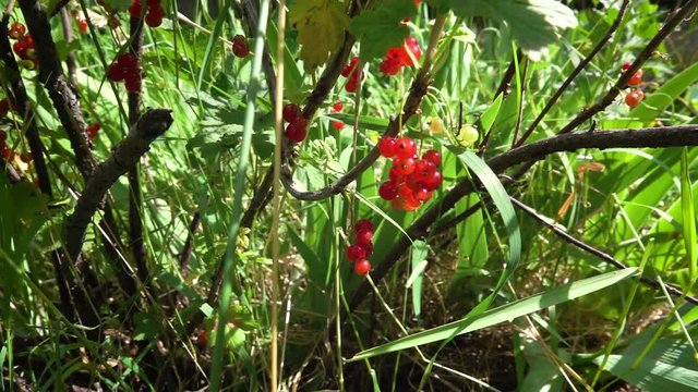 Red currant . . .
