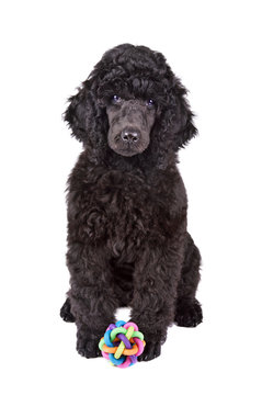 Two months old puppy of black poodle