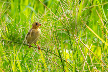 Female Asian Golden Weaver perching on grass stem in paddy field