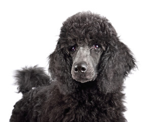 Portrait of black poodle puppy