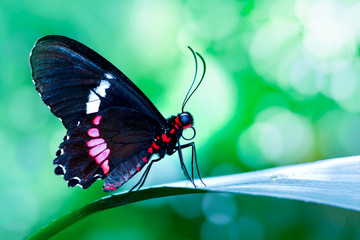 Closeup   beautiful butterfly 