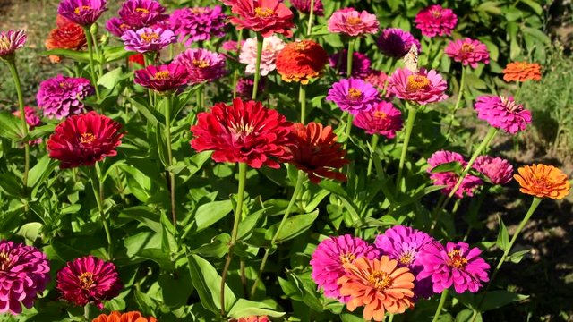 Flowers of zinnia in garden