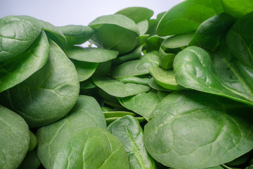Obraz premium Macro shot of green spinach leafs. Bunch of spinach vegetable leafs stacked on top of each other. Urban farming, healthy eating lifestyle