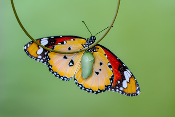 Fototapeta na wymiar Amazing moment ,Monarch Butterfly , caterpillar, pupa and emerging with clipping path.