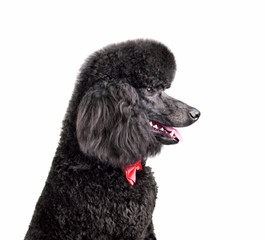 Standard black poodle