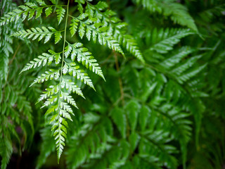 fern leaf plant natural background green colour relax