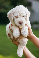 cute little white puppy outdoor