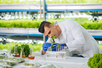 Dark-haired agronomist working with greens in laboratory