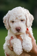 portrait of cute little white puppy outdoor