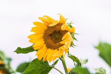 Sunflower in full bloom against the sky on a sunny windy day