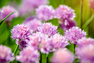 Purple flowers grow in the garden in summer 