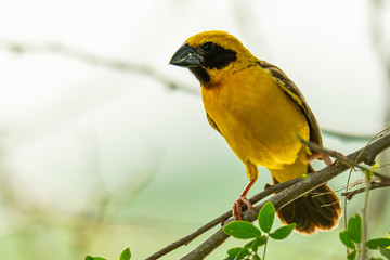 Male Asian Golden Weaver isolated perching on perch