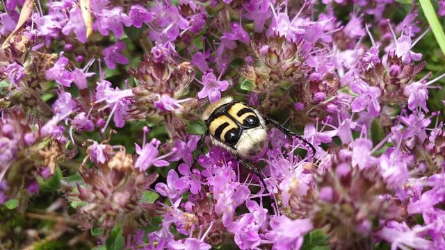 Beetle on pink flowers in the grass. Beetle in plants