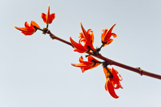 Polash flower in full bloom