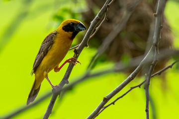 Male Asian Golden Weaver isolated perching on perch