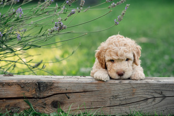 cute little sad puppy outdoor