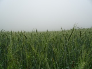 korn feld im morgen nebel