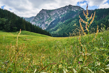 polana na tle gór © ftomasz