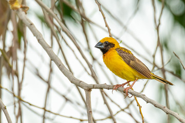 Male Asian Golden Weaver isolated perching on perch