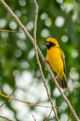 Male Asian Golden Weaver isolated perching on perch