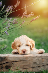 beautiful little puppy playing outdoor