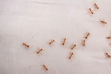 Red ant colony on a white background, blurred