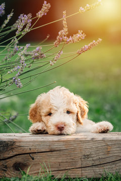 beautiful little puppy playing outdoor