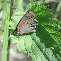 Butterfly (Aphantopus hyperantus) in the thickets on the nettle leaf. Summer hot day. Contrasting shadows from the midday sun