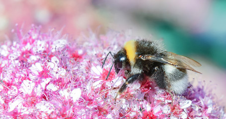 Bumblebee collecting nectar from a flower. Bright saturated colors. Summer sunny day