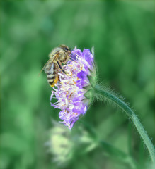 Honey bee on a wild flower among green vegetation on a hot summer day. It is noticeable that the belly of a bee is in yellow pollen of a flower.