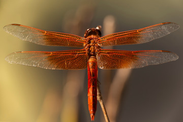 Dragonfly Perched before Flight