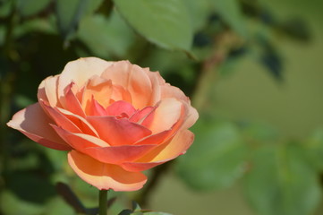 Thomasville rose garden 0312