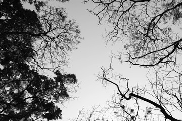 Looking up in Forest - Tree branches nature abstract - monochrome