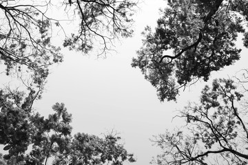 Looking up in Forest - Tree branches nature abstract - monochrome