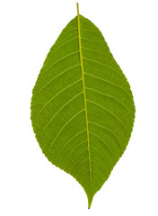 green plant leaves isolated on white background.