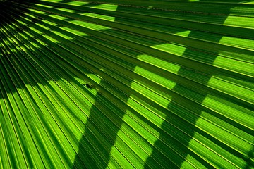 Lines and textures of green palm leaves with shadow