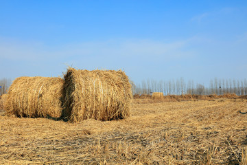 straw roll in the fields