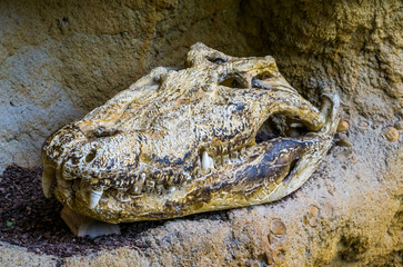 the skull of a nile crocodile, alligator cranium, reptile remains, herpetology