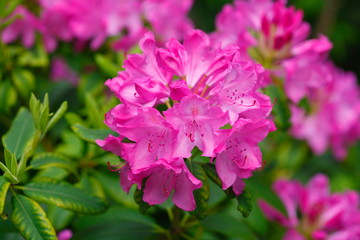 Fototapeta premium Pink Rhododendronblüte